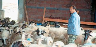 Τον κώδωνα του κινδύνου κρούουν οι κτηνοτρόφοι της Κρήτης