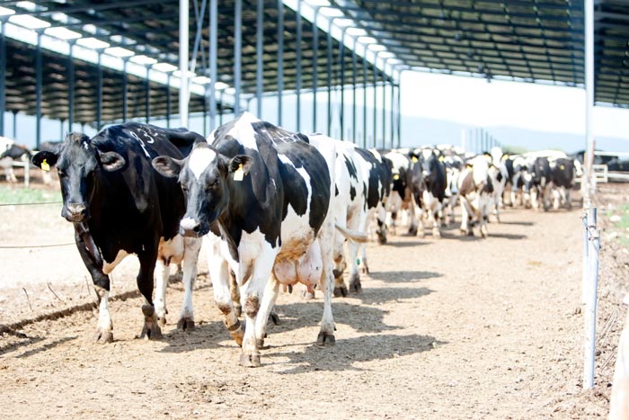 Εβροφάρμα: Πάντρεμα της παράδοσης με την τεχνολογία