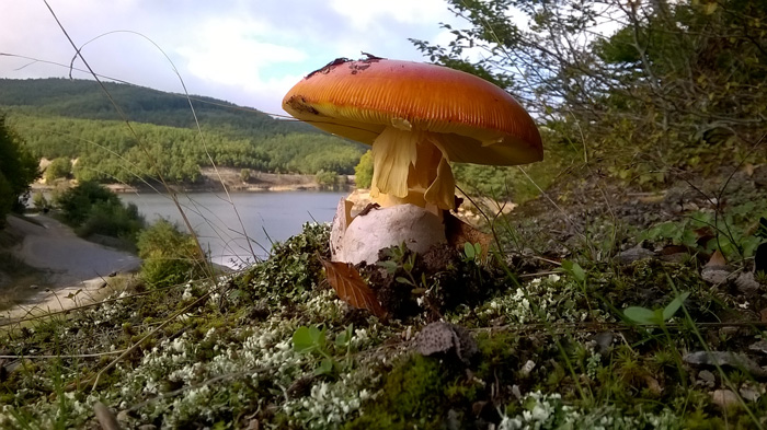 Μανιταρόφιλοι μαινόμενοι