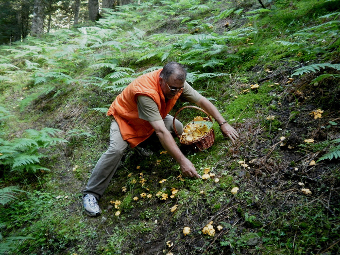 Μανιταρόφιλοι μαινόμενοι