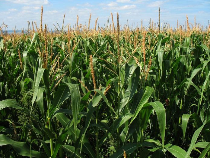 Μείωση στην παραγωγή καλαμποκιού βλέπει το USDA Μείωση στην παραγωγή καλαμποκιού βλέπει το USDA