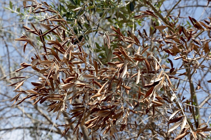 o-efsa-gia-to-vaktirio-xylella-30047