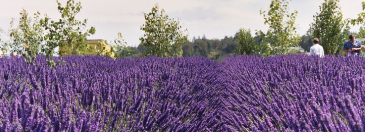 levanta-o-vasilias-ton-aromatikon-fyton-ginetai-elaio-27468