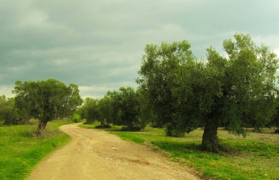 Στους απέραντους ελαιώνες της Χαλκιδικής