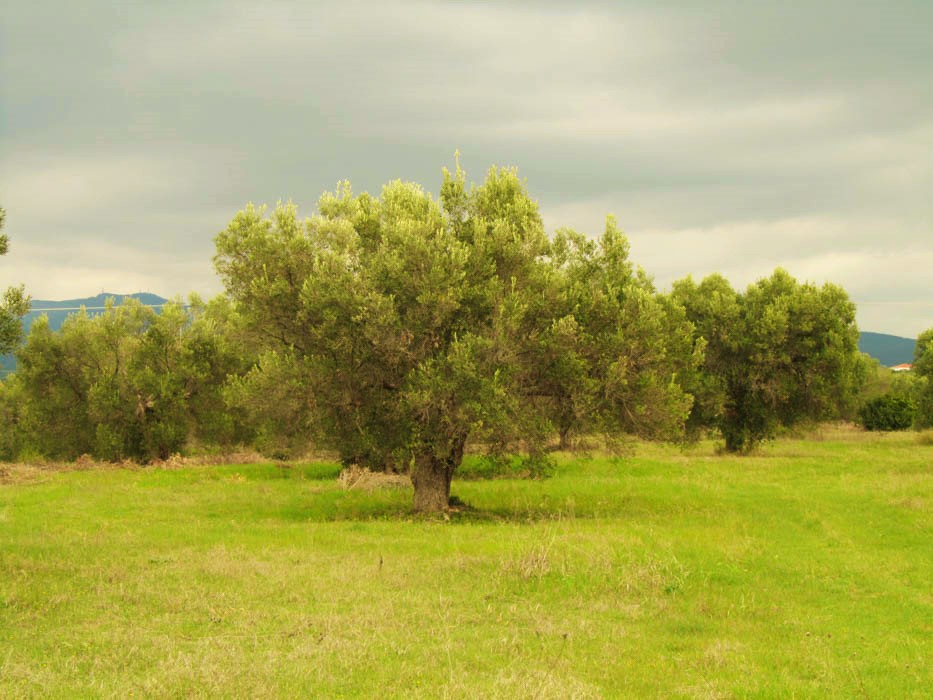 παραδοσιακή πράσινη ελιά Χαλκιδική