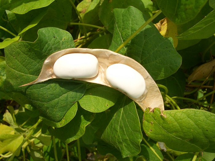 Οταν το ΠΟΠ και το ΠΓΕ δημιουργούν εμπόδια 