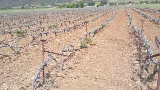 Μεγάλες ζημιές από παγετό σε καλλιέργειες της Τρίπολης