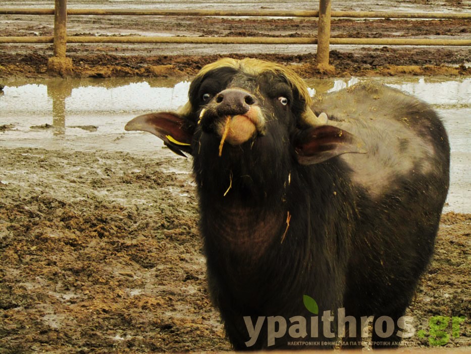 λίμνη Κερκίνη, βουβάλια