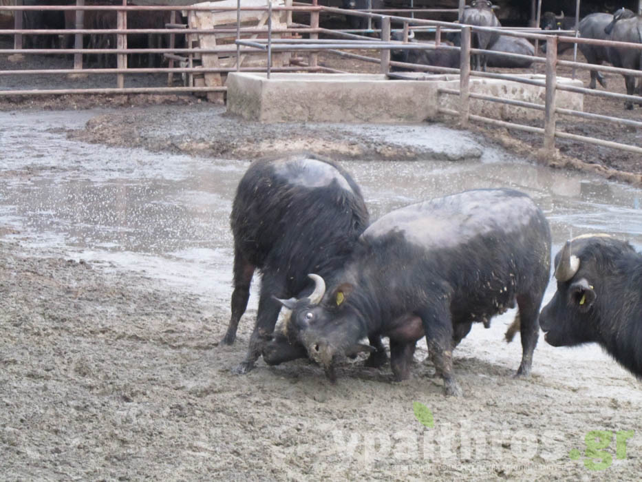 εκτροφείς βουβαλιών