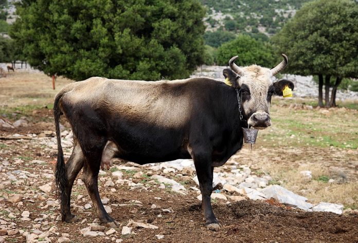 Συνάντηση εκτροφέων της Ελληνικής Βραχυκερατικής Φυλής Βοοειδών Συνάντηση εκτροφέων της Ελληνικής Βραχυκερατικής Φυλής Βοοειδών