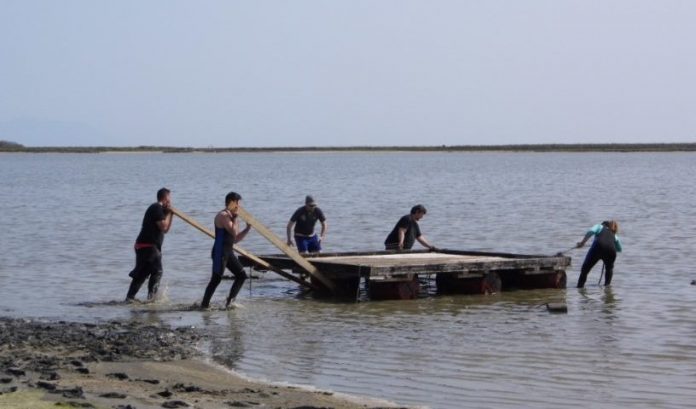 «Στέγη» αναπαραγωγής γλαρονιών στην λιμνοθάλασσα Αλυκών Ν. Κεσσάνης