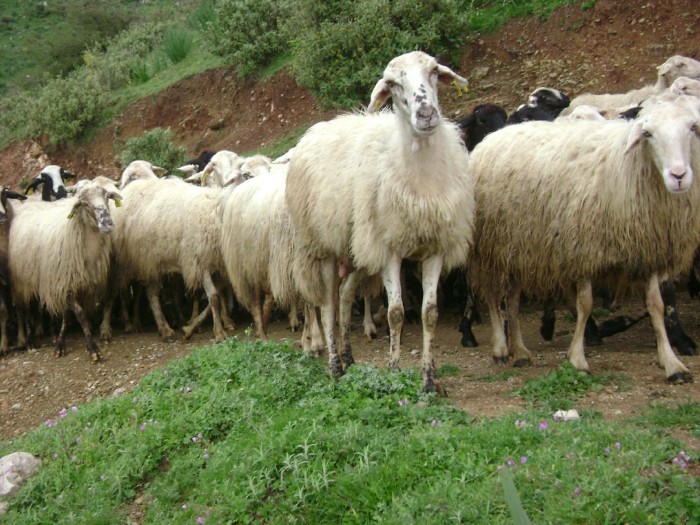 ti-apanta-o-efet-gia-tin-ermineia-egchorio-sta-amnoerifia-29283
