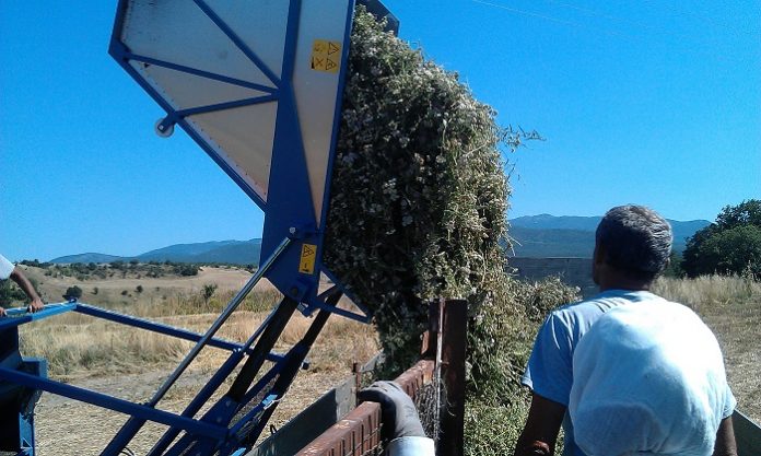 Τα αρωματικά φυτά κερδίζουν έδαφος στον Αλμυρό Μαγνησίας Τα αρωματικά φυτά κερδίζουν έδαφος στον Αλμυρό Μαγνησίας