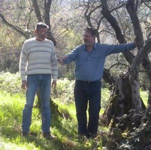 Το… θεϊκό ελαιόλαδο από τον Όλυμπο 