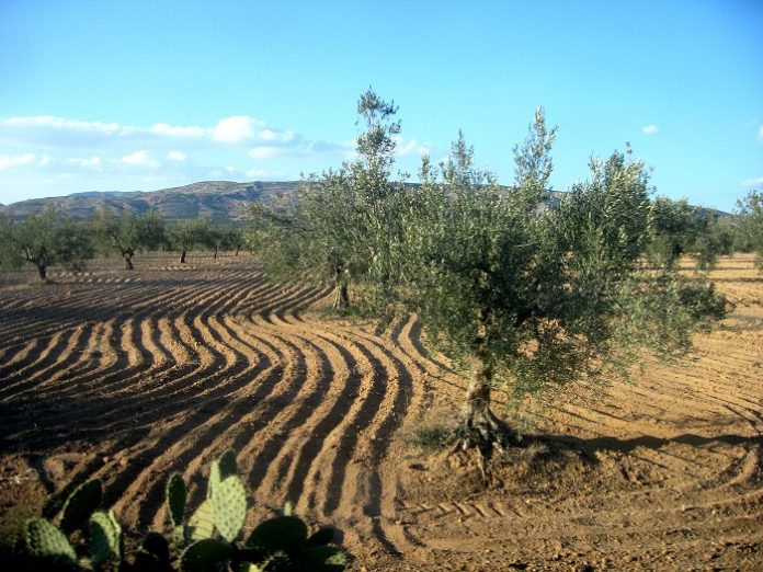 Το τυνησιακό ελαιόλαδο και η αλήθεια για την ΤΡΑ Το τυνησιακό ελαιόλαδο και η αλήθεια για την ΤΡΑ