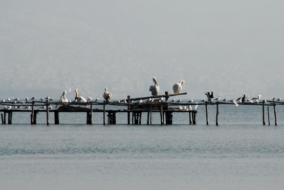 poros-feron-to-evropaiko-chorio-ton-pelargon-28814