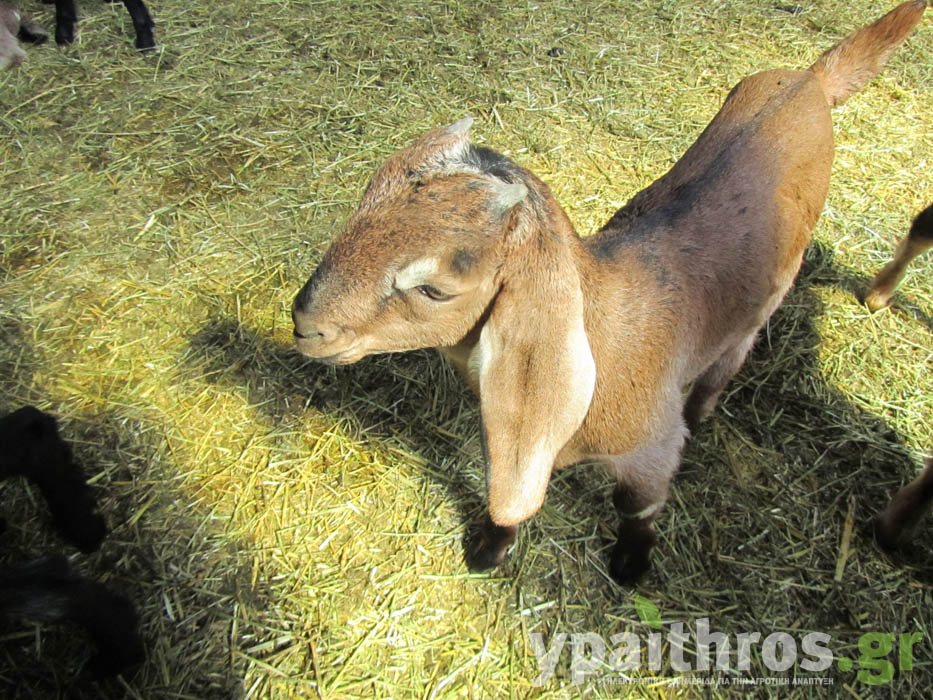 Η «Ύπαιθρος Χώρα» στην Πέλλα και στο Κιλκίς