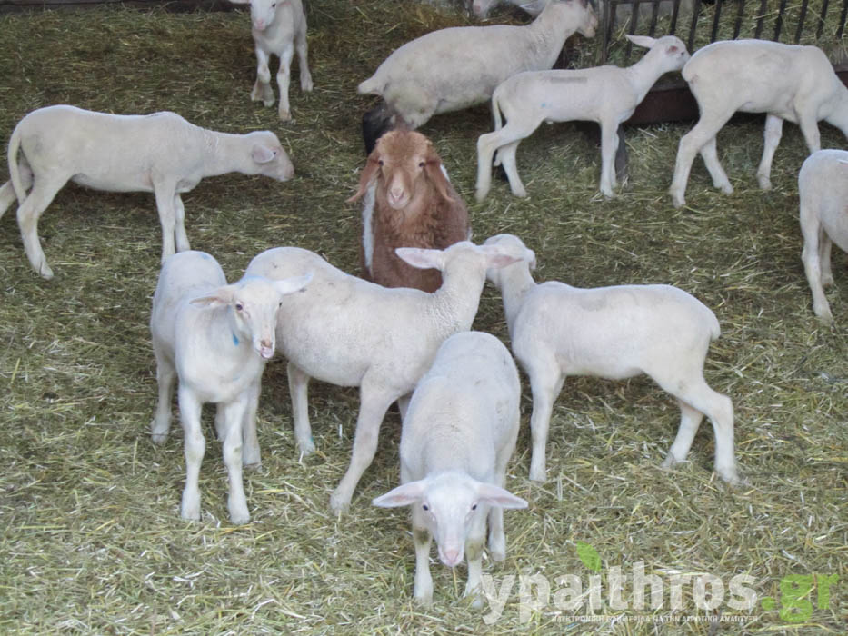 Η «Ύπαιθρος Χώρα» στην Πέλλα και στο Κιλκίς
