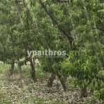 Μεγάλες ζημιές από χαλάζι στη Β. Ελλάδα – Ερωτηματικά για την αποτελεσματικότητα της αντιχαλαζικής προστασίας