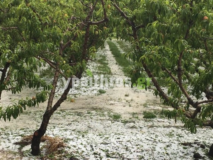 Μεγάλες καταστροφές από τη χαλαζόπτωση στις δενδροκαλλιέργειες του Βελβεντού Μεγάλες καταστροφές από τη χαλαζόπτωση στις δενδροκαλλιέργειες του Βελβεντού