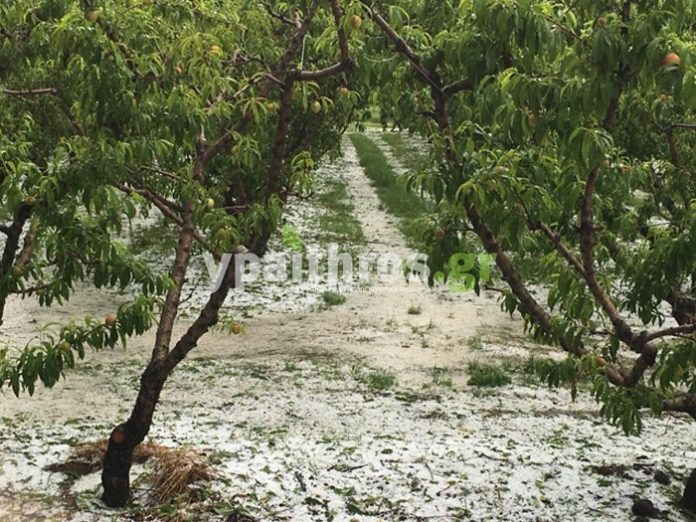 Μεγάλες καταστροφές από τη χαλαζόπτωση στις δενδροκαλλιέργειες του Βελβεντού