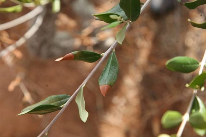 Μέτρα για τη xylella ζητά από την Ιταλία το Ευρωπαϊκό Δικαστήριο