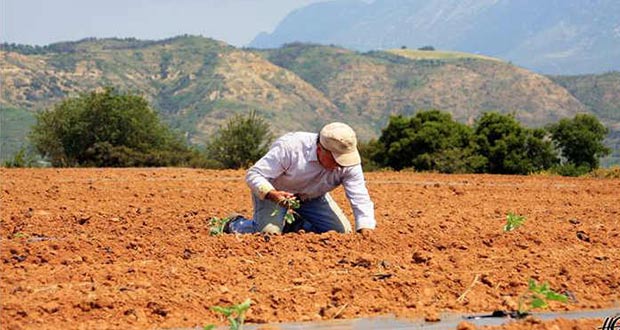 Αποστόλου: Ως 30/6 πρόκειται να έχουν εξεταστεί και πληρωθεί οι αιτήσεις των αγροτών