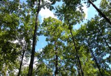 Oι στόχοι της ΚΑΠ 2015-2020 για τη διαχείριση των δασών
