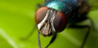 LIFE-BIODELEAR: Μία καινοτομία για την καταπολέμηση της μύγας της Μεσογείου