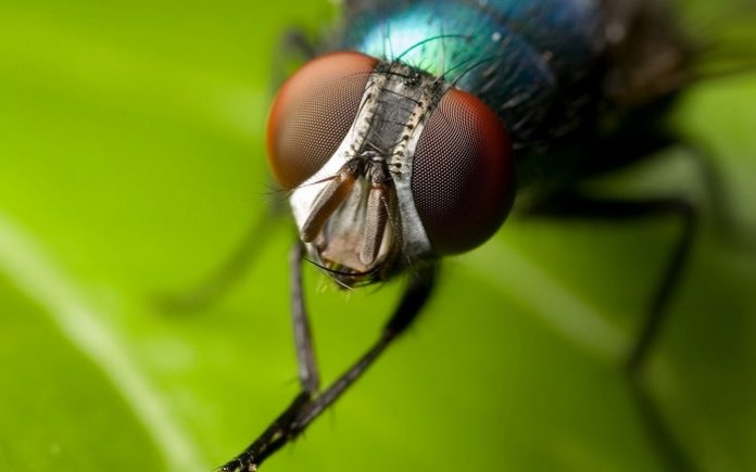 LIFE-BIODELEAR: Μία καινοτομία για την καταπολέμηση της μύγας της Μεσογείου