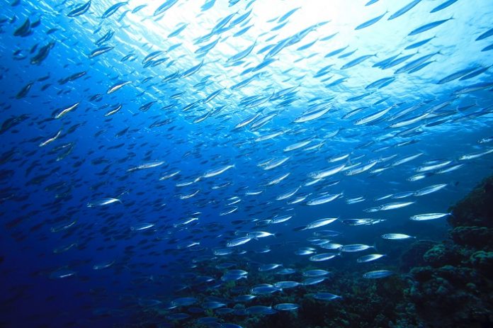 MEDFISH4EVER ΥΠΕΡ ΤΩΝ ΙΧΘΥΑΠΟΘΕΜΑΤΩΝ MEDFISH4EVER ΥΠΕΡ ΤΩΝ ΙΧΘΥΑΠΟΘΕΜΑΤΩΝ