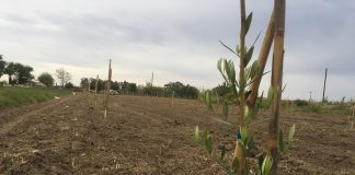 Ηλεία: Νέες φυτεύσεις… νέοι αγρότες!