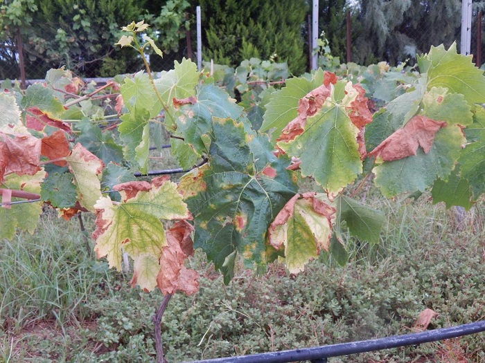 kokkalis-se-tsiara-tha-apozimiothoun-apo-ton-peronosporo-oi-abelones-ston-tyrnavo-33243