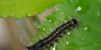 Έντομο απειλεί τις καλλιέργειες σε Γραβιά και Πολύδροσο