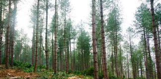 Πάνω από 60.000 τα είδη δένδρων στη γη