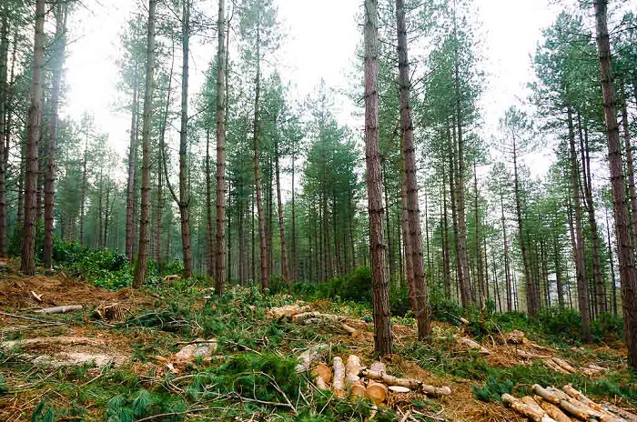 pano-apo-60-000-ta-eidi-dendron-sti-gi-33927