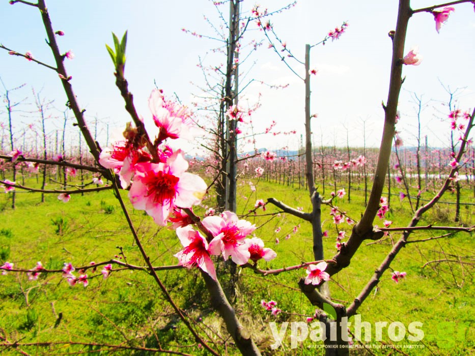 Η «Ύπαιθρος Χώρα» στην Πέλλα και στο Κιλκίς