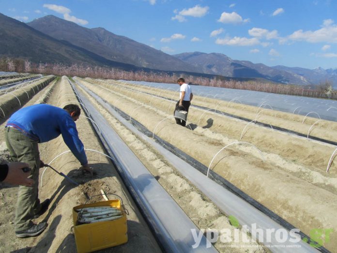 «Μια Κοινοπραξία παραγωγών θα απογείωνε το Σπαράγγι» «Μια Κοινοπραξία παραγωγών θα απογείωνε το Σπαράγγι»