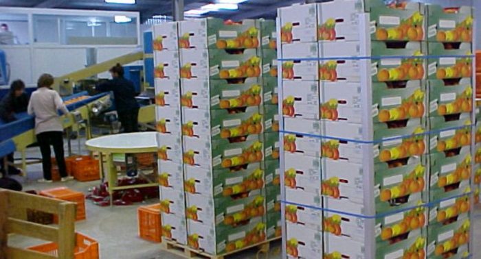 incofruit-hellas-oi-zestes-enischysan-tis-exagoges-kalokairinon-frouton-34513
