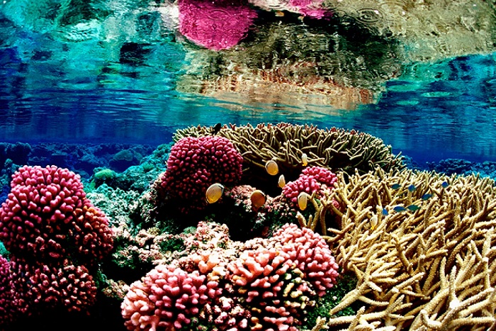 Γυάρος: Εμείς φυλακίζουμε, η φύση ελευθερώνει