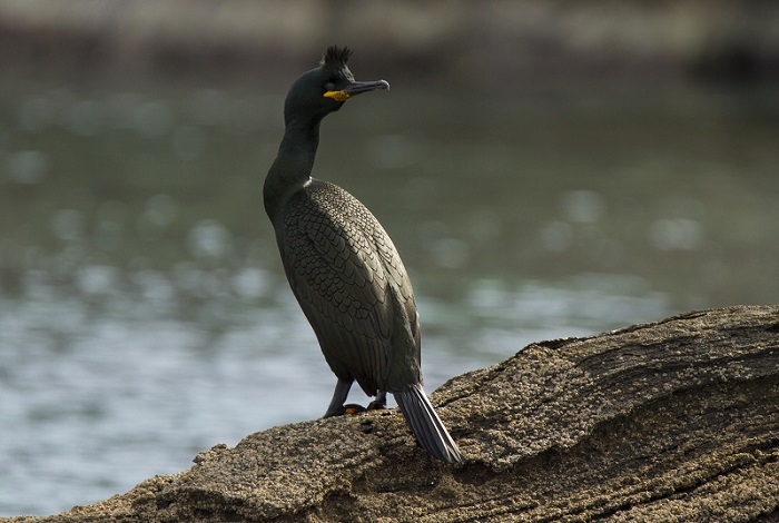 Γυάρος: Εμείς φυλακίζουμε, η φύση ελευθερώνει