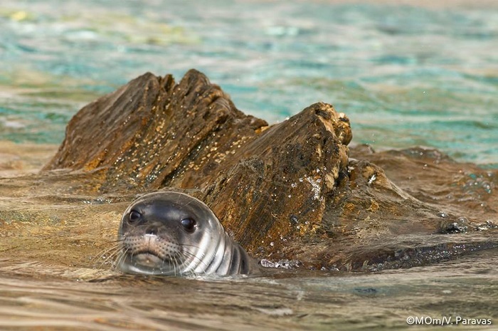 Γυάρος: Εμείς φυλακίζουμε, η φύση ελευθερώνει