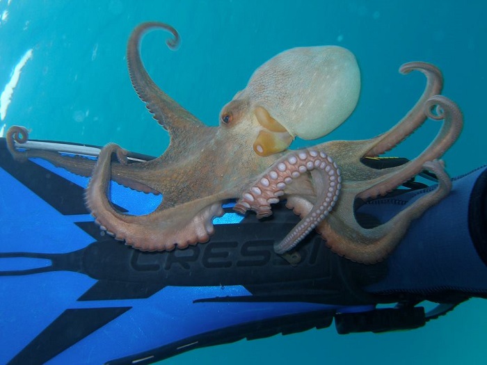 Γυάρος: Εμείς φυλακίζουμε, η φύση ελευθερώνει