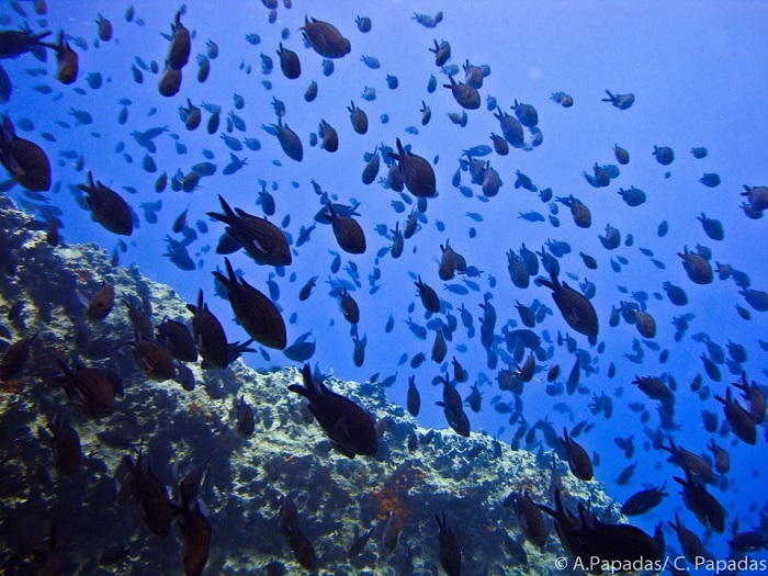 Γυάρος: Εμείς φυλακίζουμε, η φύση ελευθερώνει