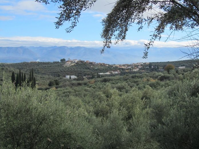 Η «Ελιά Καλαμάτας», η Καλαμών και η σύγχυση στην αγορά Η «Ελιά Καλαμάτας», η Καλαμών και η σύγχυση στην αγορά