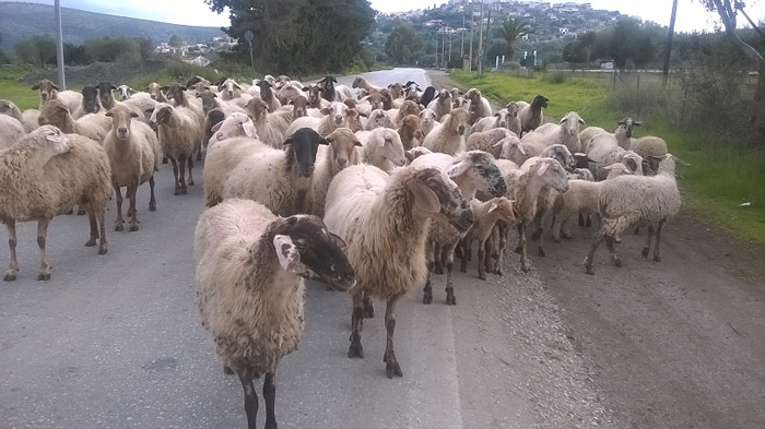 Hμερίδα για την ευζωία των ζώων