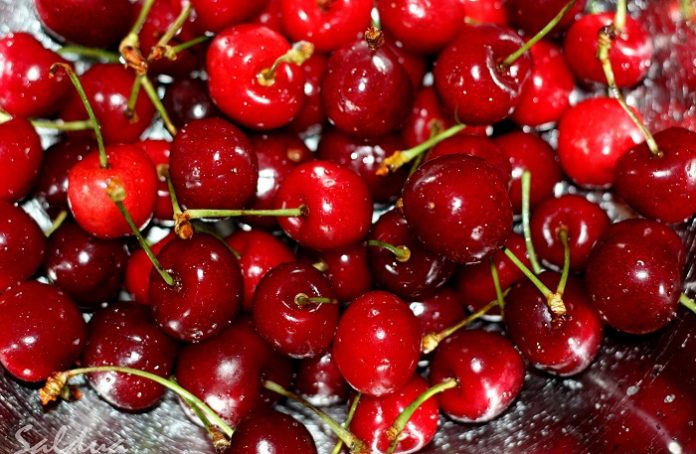 Με καλές τιμές η έναρξη στο ιταλικό κεράσι Με καλές τιμές η έναρξη στο ιταλικό κεράσι