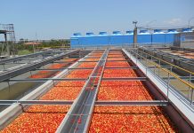Στα 55,8 ευρώ/στρ η συνδεδεμένη της βιομηχανικής ντομάτας