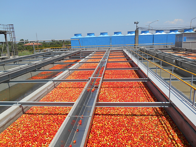 Στα 55,8 ευρώ/στρ η συνδεδεμένη της βιομηχανικής ντομάτας