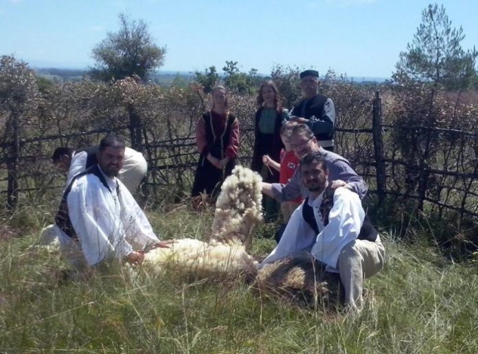 Πιερία: Αναβίωσε η  παραδοσιακή γιορτή κουράς των προβάτων